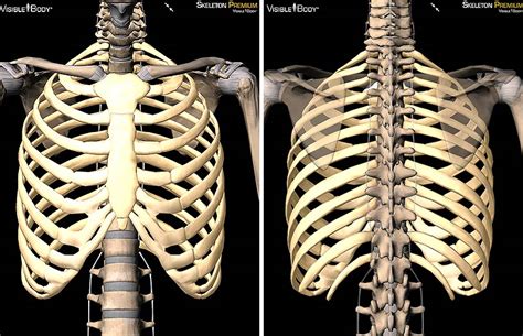 A fractured rib is very painful. 3D Skeletal System: 7 Interesting Facts about the Thoracic Cage