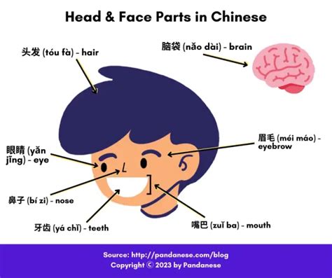 13 Body Parts In Chinese A Comprehensive Guide