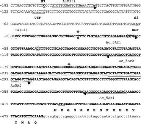 Dna Nucleotide Sequence Of The Proximal Promoter Region Of Piii And