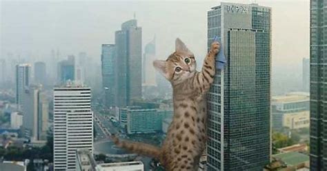 This Guy Photoshops Cats Into Giants And The Result Is Meow Nificent Imgur
