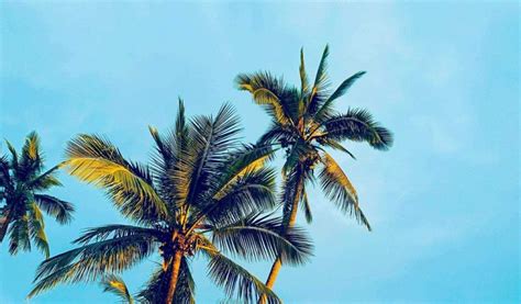 Palm Trees Sky Tropics 1024x600