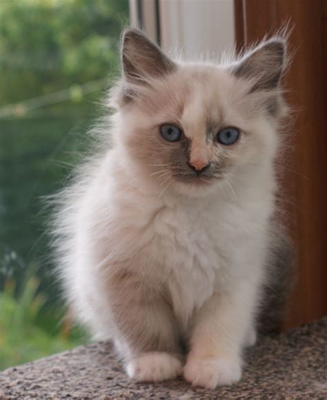 Discovering The Beauty Of Blue Point Tortie Ragdoll Cats