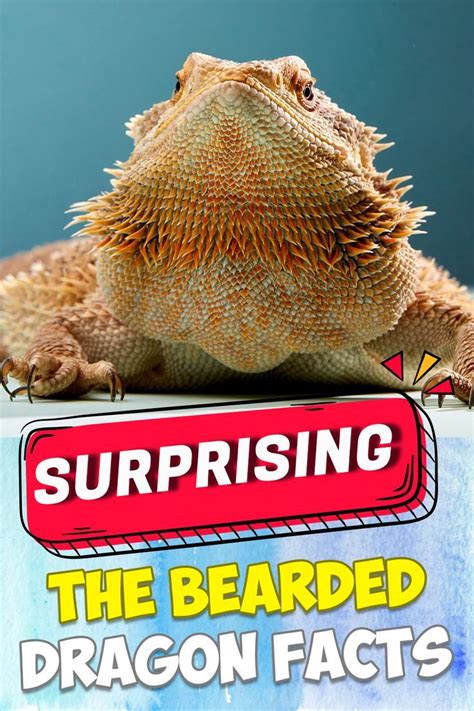 Top 10 Facts About Bearded Dragons That Will Surprise You Dragon