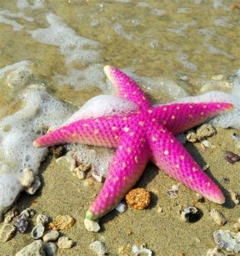 Pink Starfish Pisaster Brevispinus Pacific Beach In 2020 Pink