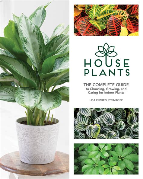 Houseplants The Complete Guide To Choosing Growing Caring For