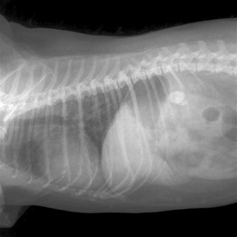 Veterinary X Ray Systems Intriquip