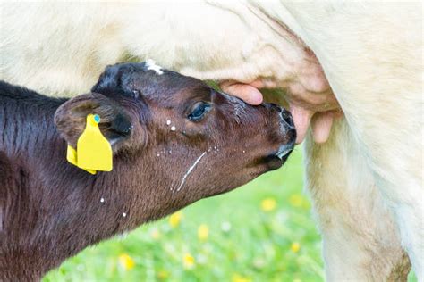 430 Calf Sucking Milk Stock Photos Pictures And Royalty Free Images