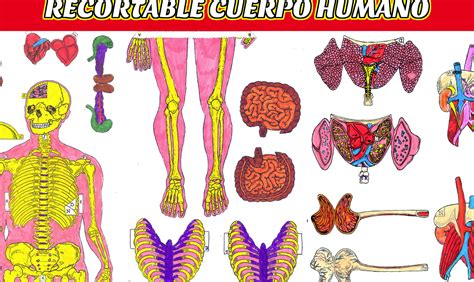 Partes Del Cuerpo Recortables Images And Photos Finder Hot Sex Picture