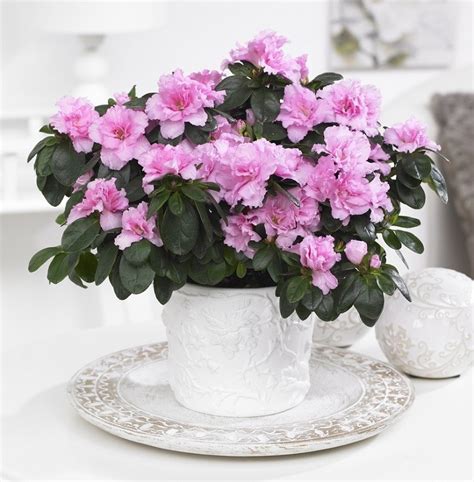 Pack Of Three Beautiful Azaleas In Classic White Pots Bursting In To