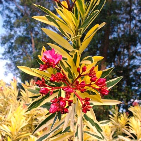 Nerium Oleander Variegata The Variegated Oleander Is A Gorgeous