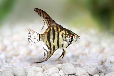 40 Angelfish Facts That Are Too Beautiful To Miss