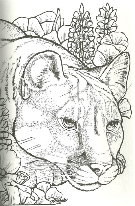 ️cougar Coloring Pages Free Download