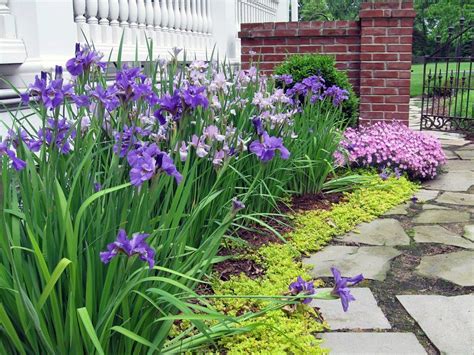 Iris Phlox And Creeping Jenny Welcome Spring Iris Garden Iris