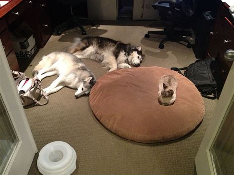 119 Asshole Cats Who Stole Dog Beds And Didnt Give A Damn About The