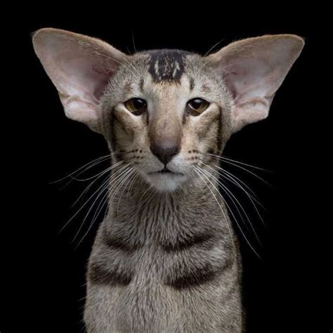 The Oriental Shorthair Cat Bestcatbreed Oriental Shorthair Cats