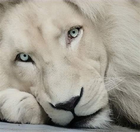 Pin By 1 323 481 7053 On Animals And Pets Lion Pictures White Lion