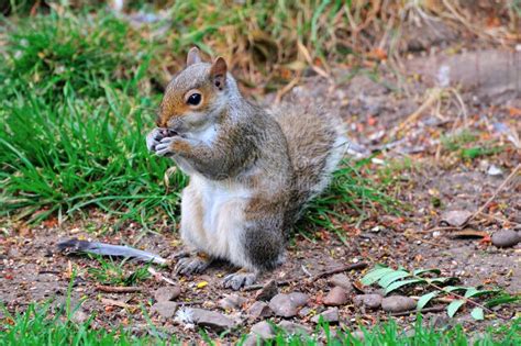 Grey Squirrel Eating A Peanut Stock Photo Image Of Claws Grey 32762414