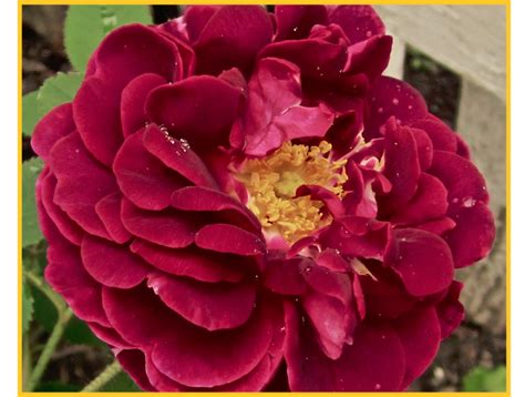 We did not find results for: My Victorian Garden in Summer: Growing Heirloom and Old ...
