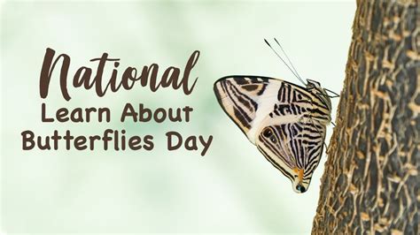National Learn About Butterflies Day Butterfly Wonderland Scottsdale
