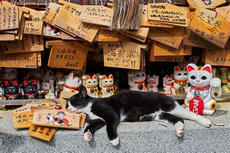 A Real Cat Lies Among Maneki Neko Or Beckoning Cat Statues At A Cat