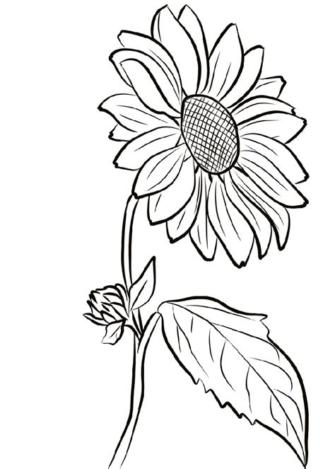 Free Printable Coloring Pages Of Sunflowers