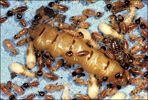 Termite Queen Facts And Information About Queen Termites