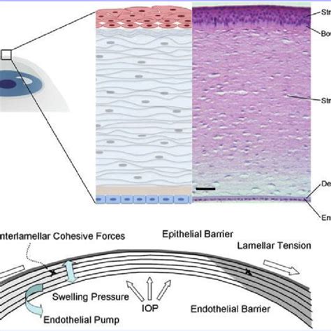 Human Cornea Structure And Function A Schematic And Histological