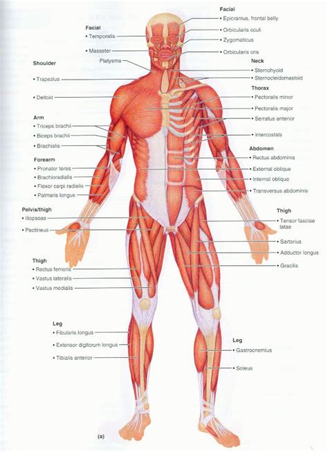 Human muscle system, the muscles of the human body that work the skeletal system, that are under voluntary control, and that are concerned with movement, posture, and balance. superficial muscle diagram - Google Search (With images ...