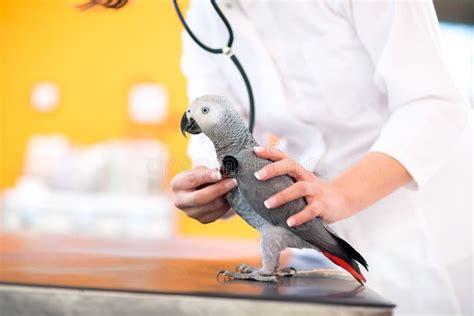 Medical Examination Of Sick Parrot In Vet Clinic Stock Photo Image