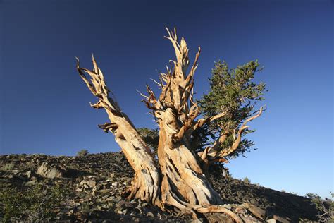 The Bristlecone Pine The Oldest Living Thing On Earth Bristlecone