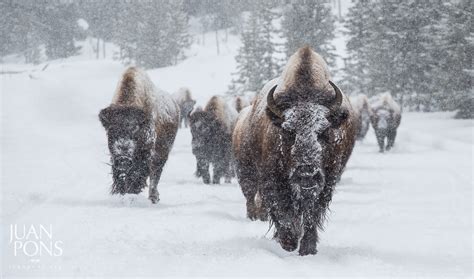 Snowy Bison Yellowstone National Park 500px Yellowstone National