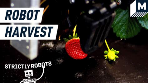 Robot Spins 16 Arms To Pick The Ripest Strawberries Mashable