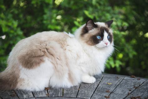 Choosing The Purrfect Ragdoll Deciding On The Best Breed