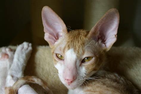 5 Of The Weirdest And Ugliest Cat Breeds From Around