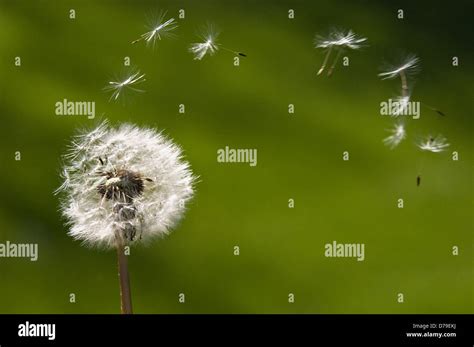 Dandelion Seed Dispersal High Resolution Stock Photography And Images