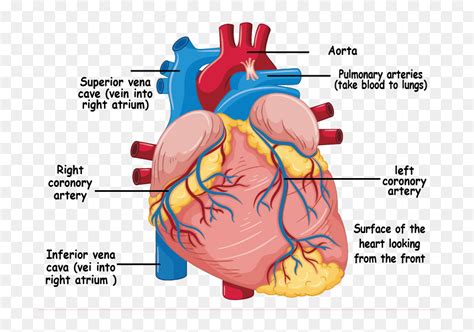 Understanding The Heart And Coronary Arteries Human Heart Diagram Hd