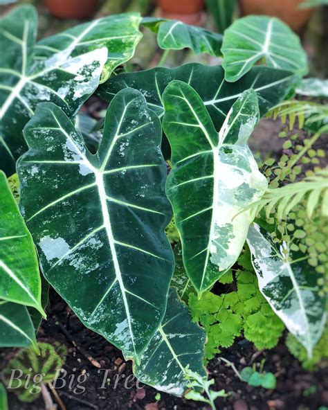 Most plants' leaves, especially the lower (older) leaves will turn yellow if the light is too low. Tree Philodendron Leaves Turning Yellow - Cerpen