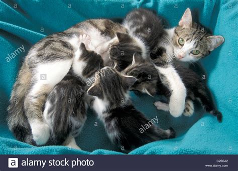 Mother Cat Feeding Her Newborn Kittens Stock Photo Alamy