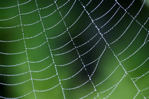 Dew On A Spider Web Free Stock Photo Public Domain Pictures