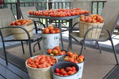 8 Simple Tips To Grow Your Best Tomato Crop Ever Period