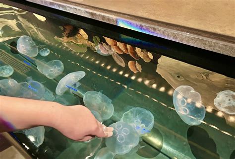 Jellyfish Touch Tank Been There Done That With Kids