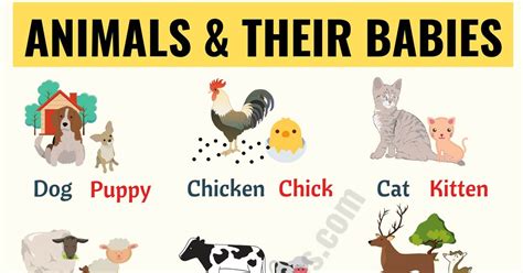 Baby Animals List Of Popular Animals And Their Babies Esl Forums