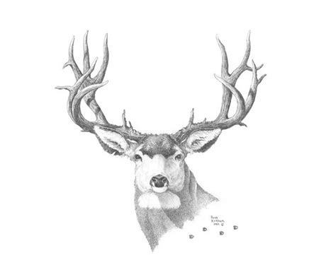 Mule Deer Pencil Drawing Etsy
