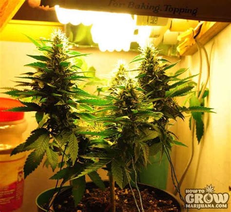 Using smaller pots will simply result in smaller yields. Marijuana Grow Lights, LED, HPS, CFL