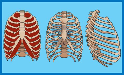 Click here to save the tutorial to pinterest! How To Draw A Rib Cage, Step by Step, Drawing Guide, by ...