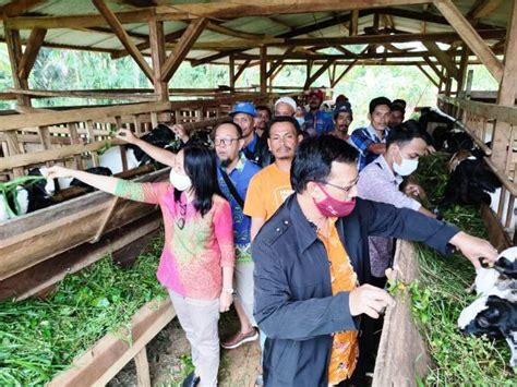 Petani Di Kebun Tebu Dan Sekincau Lampung Barat Rasakan Keuntungan