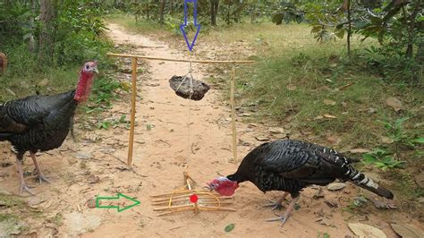 Real Tradition Biggest Bird Trapping In Country Best Turkey Trap By A