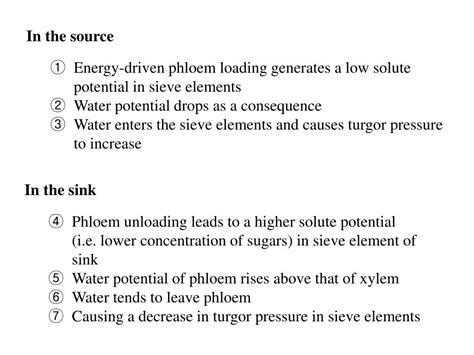 Ppt 6 Mechanism Of Translocation In The Phloem Pressure Flow Model