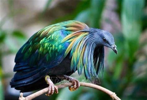 Beautiful Nicobar Pigeons Globally Endangered Spotted In Vietnams