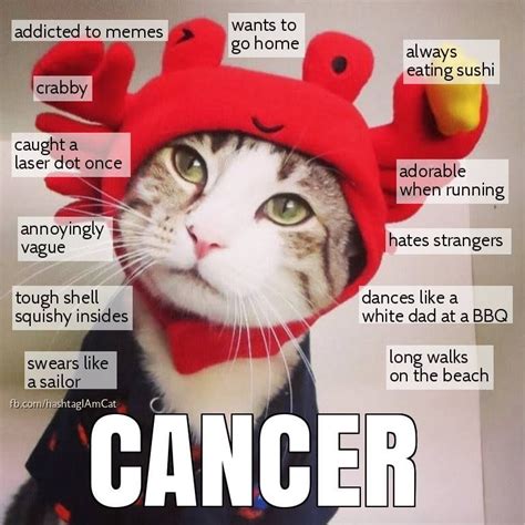 Zodiac Cats In 2020 Cancer Zodiac Facts Zodiac Signs Cancer Zodiac